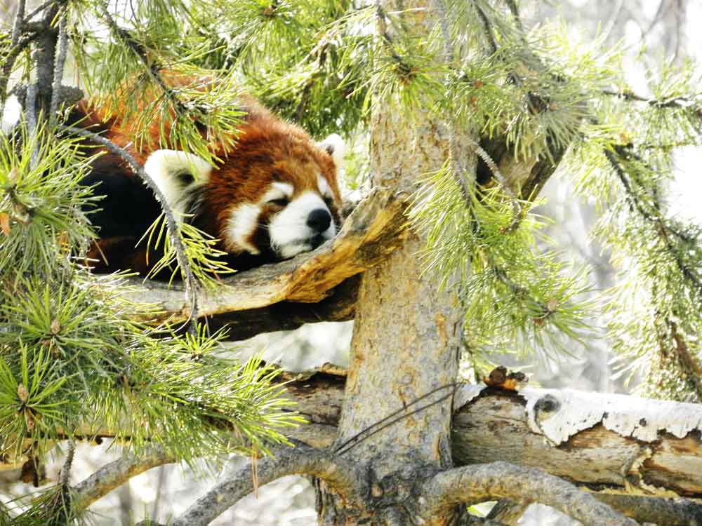 Image of Red Panda for Purchase