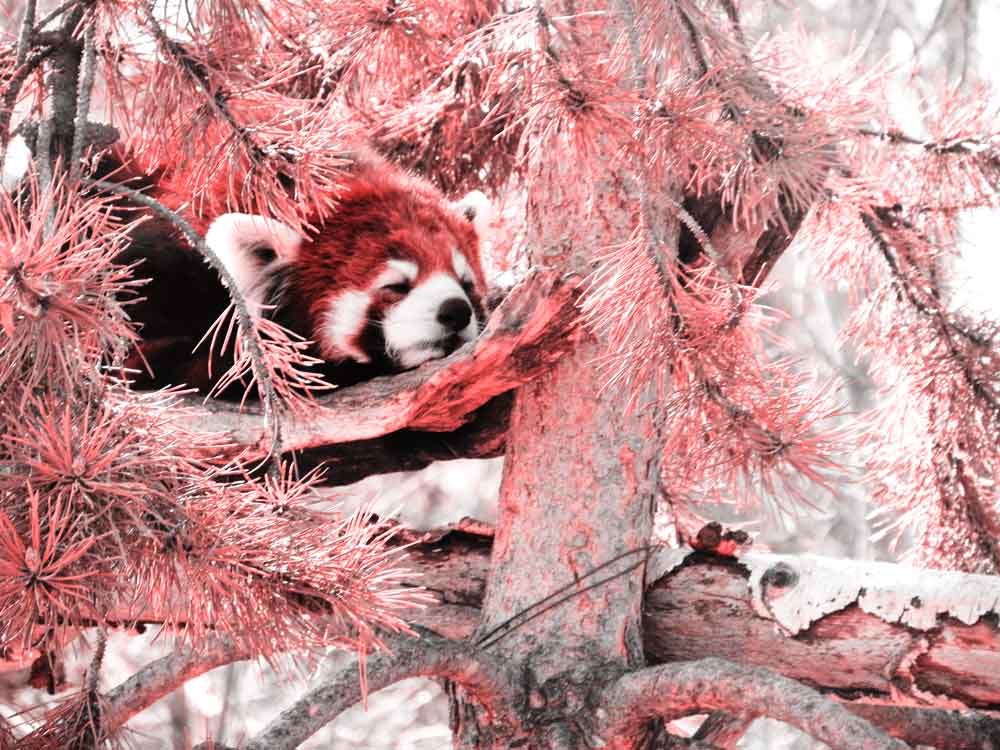 Image of Red Panda with Red Style for Purchase