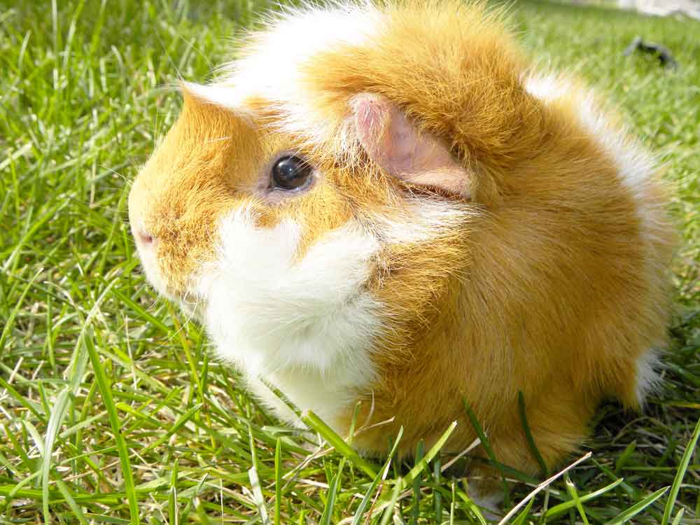 Image of Bif the Guinea Pig in Sun Daze for Purchase