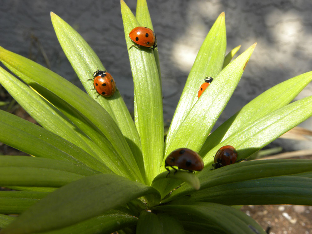 Image of Plant Lady Bugs for Purchase