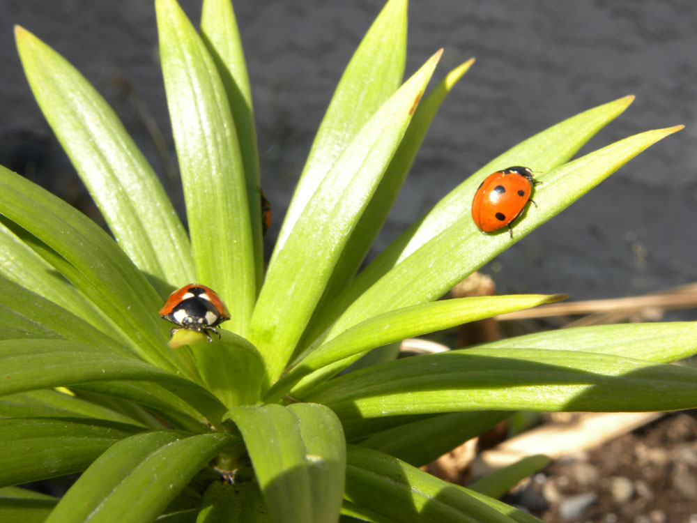 Image of Lady Bug Branch for Purchase