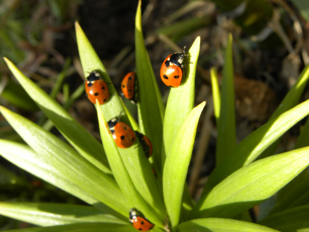 Image of Plant Lady Bugs for Purchase