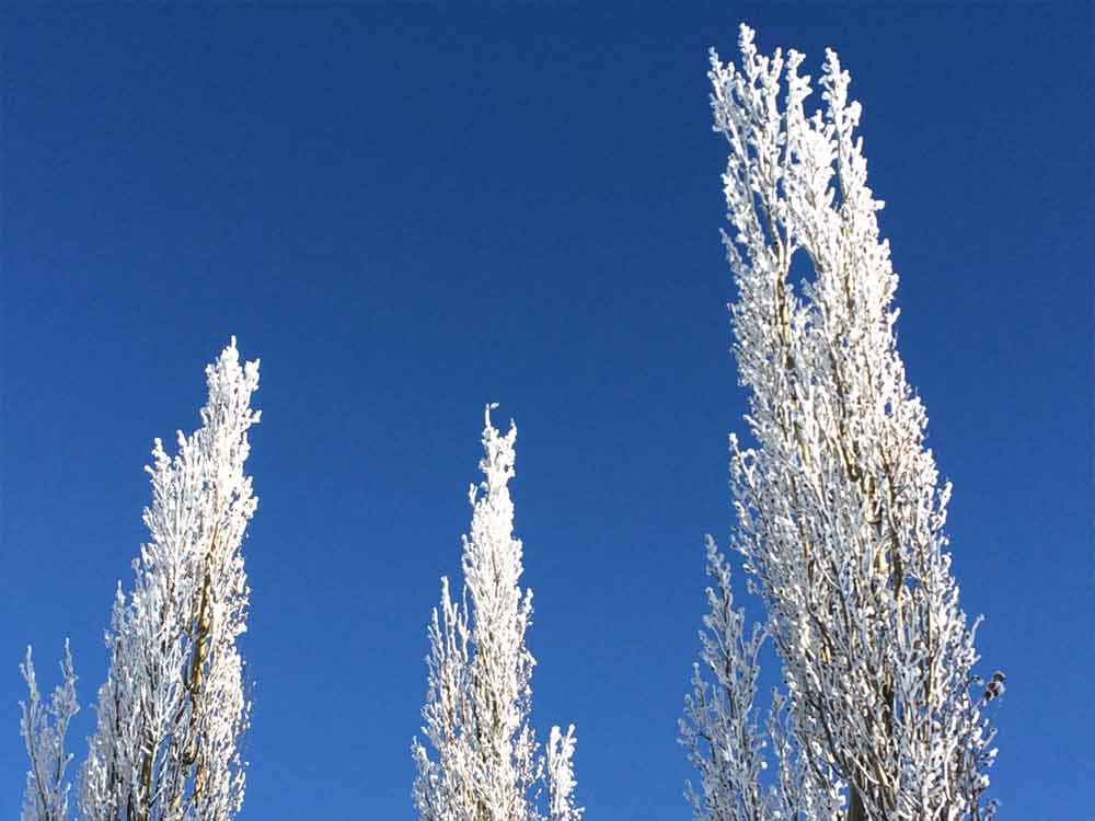 Image of Frosted Trees for Purchase